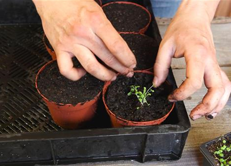 Blaukissen - Pikieren Blaukissen - Pikieren