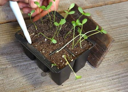 Zinnien - Pikieren Zinnien - Pikieren