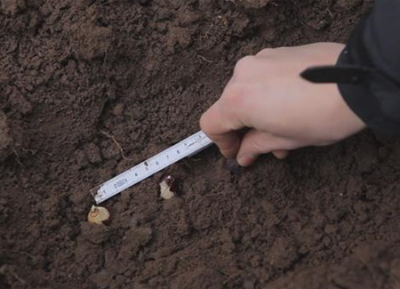 Blaustern - Blumenzwiebeln einpflanzen Blaustern - Blumenzwiebeln einpflanzen