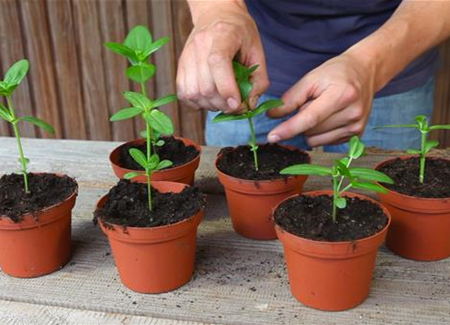 Zinnien - Stutzen Zinnien - Stutzen