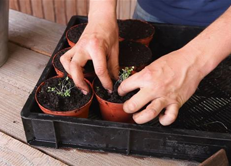 Bohnenkraut - Pikieren Bohnenkraut - Pikieren