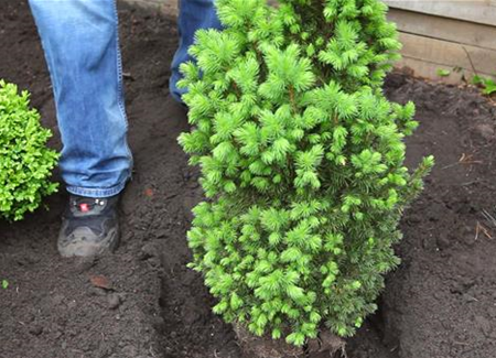 Zuckerhutfichte - Einpflanzen im Garten Zuckerhutfichte - Einpflanzen im Garten