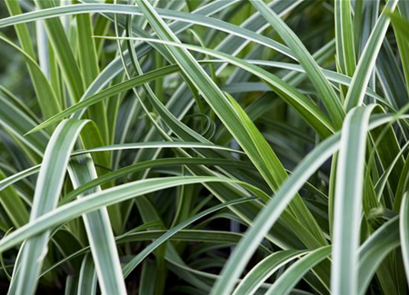 Carex – Weltenbummler und Anpassungskünstler Carex – Weltenbummler und Anpassungskünstler