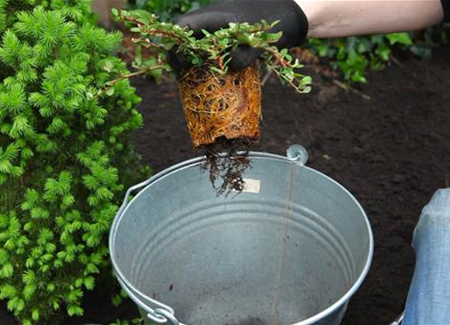 Zwergmispel - Einpflanzen im Garten Zwergmispel - Einpflanzen im Garten