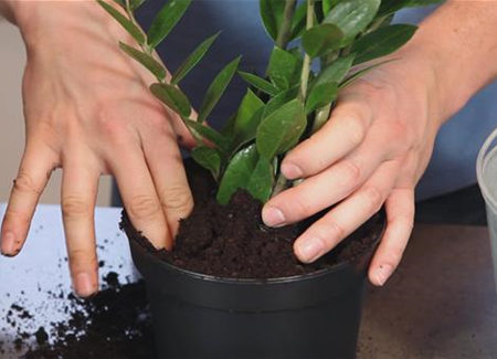 Glücksfeder - Einpflanzen in ein Gefäß Glücksfeder - Einpflanzen in ein Gefäß