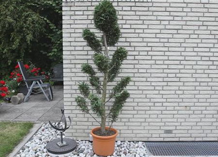 Zypresse - Einpflanzen im Garten Zypresse - Einpflanzen im Garten