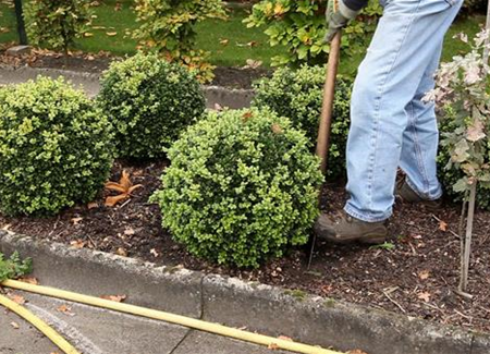 Buchsbaum - Umpflanzen