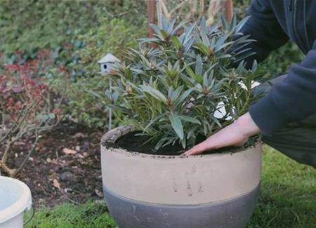 Rhododendron - Einpflanzen in ein Gefäß Rhododendron - Einpflanzen in ein Gefäß