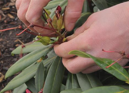 Rhododendron - Entfernen von Blütenständen Rhododendron - Entfernen von Blütenständen