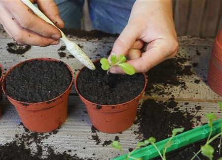 Chinakohl - Pikieren Chinakohl - Pikieren