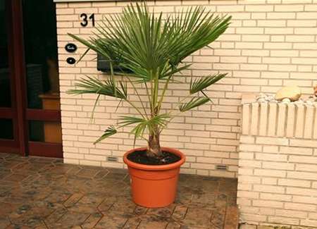 Chinesische Hanfpalme - Umtopfen Chinesische Hanfpalme - Umtopfen