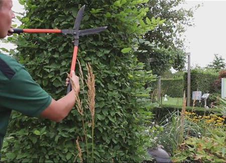 Hainbuche - Zurückschneiden Hainbuche - Zurückschneiden