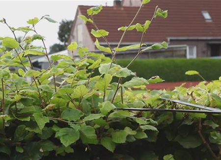 Rotbuchenhecke - Zurückschneiden mit einer Heckenschere Rotbuchenhecke - Zurückschneiden mit einer Heckenschere