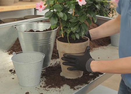 Dipladenia - Einpflanzen in ein Gefäß Dipladenia - Einpflanzen in ein Gefäß