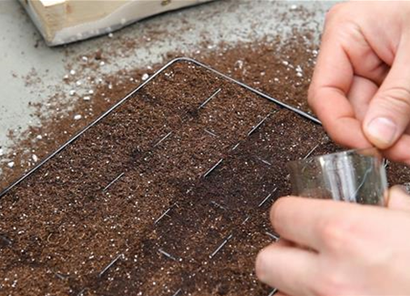 Salzkraut - Aussäen von Samen Salzkraut - Aussäen von Samen