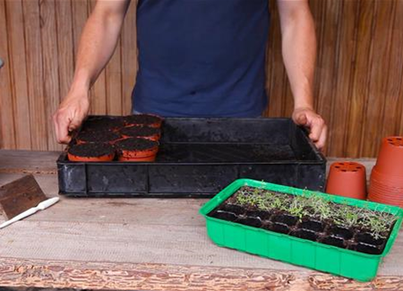 Salzkraut - Pikieren Salzkraut - Pikieren