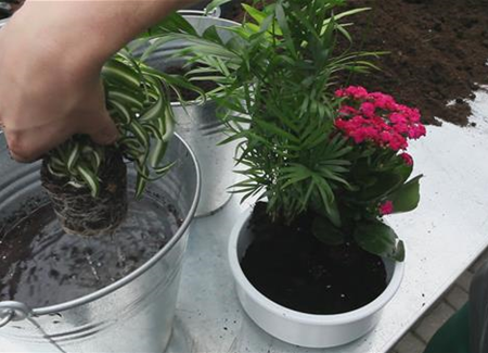 Schale - Einpflanzen von Zimmerpflanzen Schale - Einpflanzen von Zimmerpflanzen