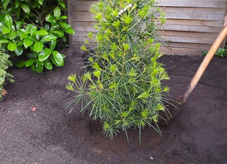 Schirmtanne - Einpflanzen im Garten Schirmtanne - Einpflanzen im Garten