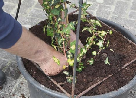 Efeu - Einpflanzen in ein Gefäß Efeu - Einpflanzen in ein Gefäß