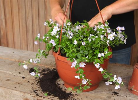Schneeflockenblume - Ampel Bepflanzen Schneeflockenblume - Ampel Bepflanzen
