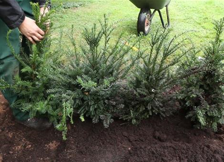 Eibe - Hecke einpflanzen im Garten Eibe - Hecke einpflanzen im Garten