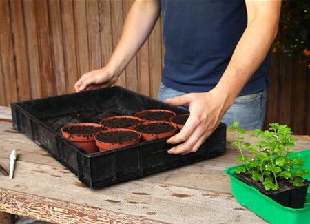 Schneeflockenblume - Pikieren Schneeflockenblume - Pikieren