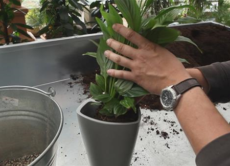 Einblatt - Einpflanzen in ein Gefäß Einblatt - Einpflanzen in ein Gefäß