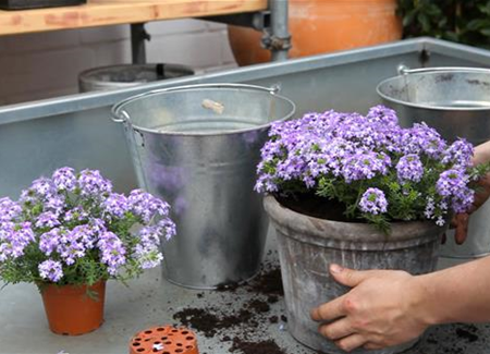Eisenkraut - Einpflanzen in ein Gefäß Eisenkraut - Einpflanzen in ein Gefäß