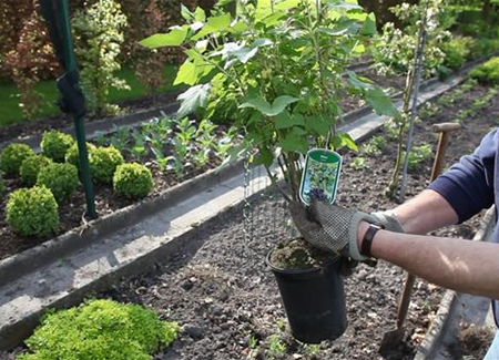 Schwarze Johannisbeeren - Einpflanzen im Garten Schwarze Johannisbeeren - Einpflanzen im Garten