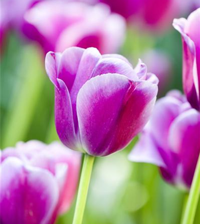 Blumenzwiebeln bringen Farbe in die Balkonkästen