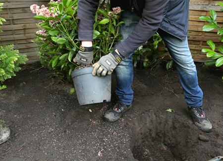 Skimmie - Einpflanzen im Garten Skimmie - Einpflanzen im Garten