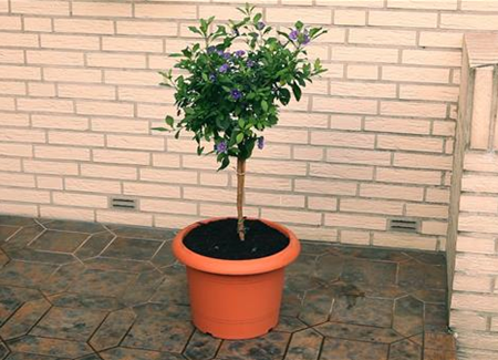 Enzianstrauch - Umtopfen Enzianstrauch - Umtopfen