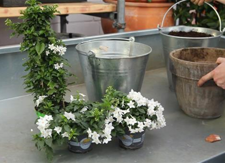 Sommerjasmin - Einpflanzen in ein Gefäß Sommerjasmin - Einpflanzen in ein Gefäß