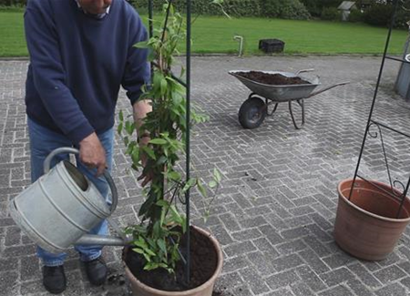 Immergrünes Geißblatt - Einpflanzen am Rankbogen Immergrünes Geißblatt - Einpflanzen am Rankbogen