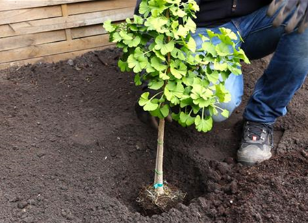 Fächerblattbaum - Einpflanzen im Garten Fächerblattbaum - Einpflanzen im Garten