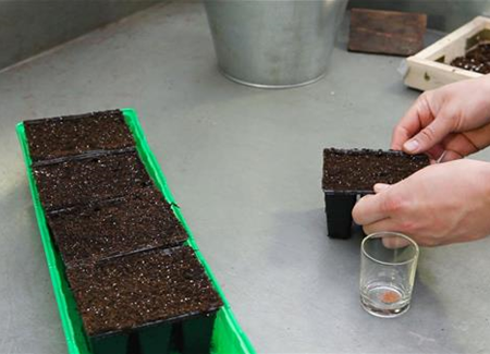 Steinkraut - Aussäen von Samen