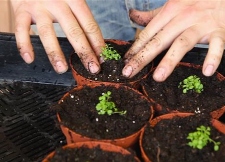 Steinkraut - Pikieren