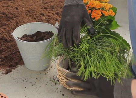 Kalanchoe - Einpflanzen in ein Gefäß Kalanchoe - Einpflanzen in ein Gefäß