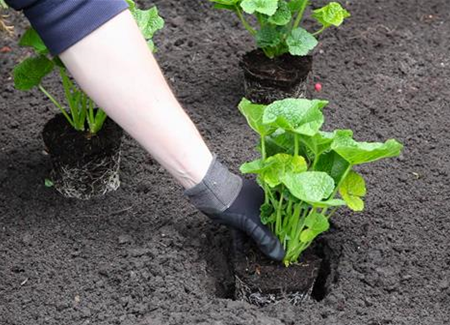 Stockrose - Einpflanzen im Garten Stockrose - Einpflanzen im Garten