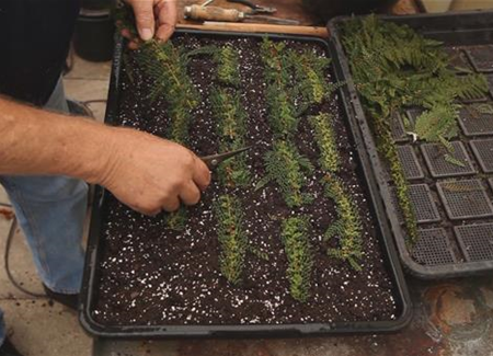 Farn - Vermehren durch Brutknöllchen Farn - Vermehren durch Brutknöllchen