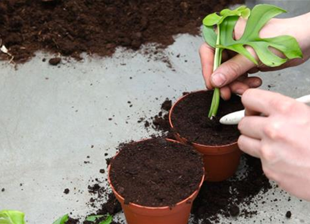 Fensterblatt - Vermehren durch Stecklinge Fensterblatt - Vermehren durch Stecklinge