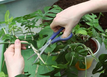 Fensterblatt - Zurückschneiden und Umtopfen Fensterblatt - Zurückschneiden und Umtopfen
