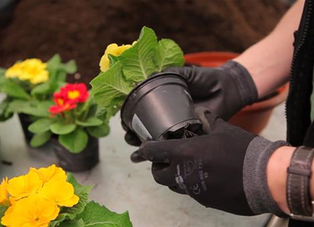 Kissenprimel - Einpflanzen in ein Gefäß Kissenprimel - Einpflanzen in ein Gefäß