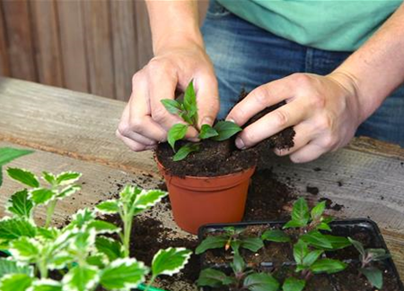 Fuchsien - Stecklinge Umtopfen Fuchsien - Stecklinge Umtopfen