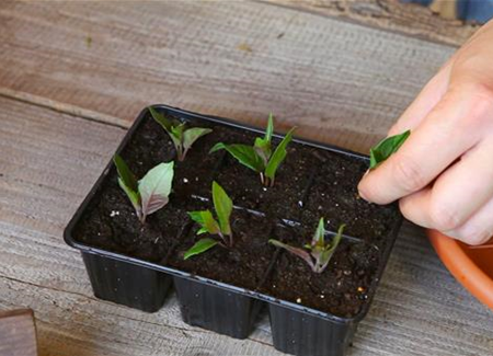Fuchsien - Vermehren durch Stecklinge Fuchsien - Vermehren durch Stecklinge