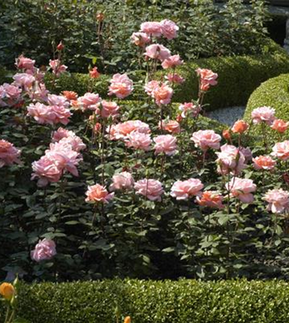 Von Artischocke bis Zucchini: alles für den Bauerngarten