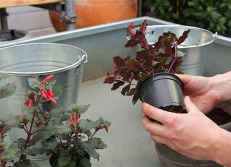 Korallenfuchsie - Einpflanzen in ein Gefäß Korallenfuchsie - Einpflanzen in ein Gefäß