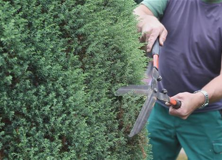Wacholder - Zurückschneiden Wacholder - Zurückschneiden