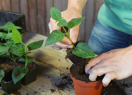 Wandelröschen - Stecklinge Umtopfen Wandelröschen - Stecklinge Umtopfen