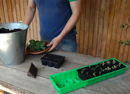 Wandelröschen - Vermehren durch Stecklinge Wandelröschen - Vermehren durch Stecklinge